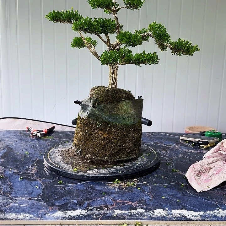 完全开放黄杨盆景一物一拍