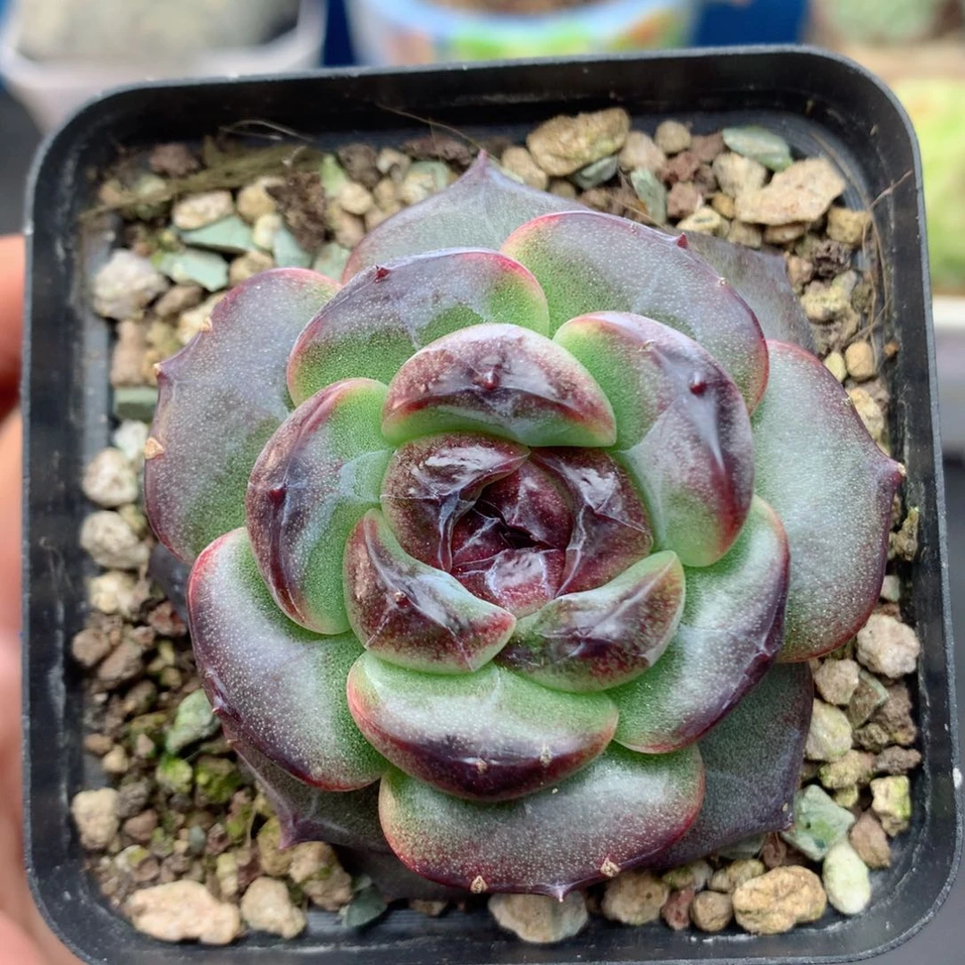 58包邮  群生不包整45