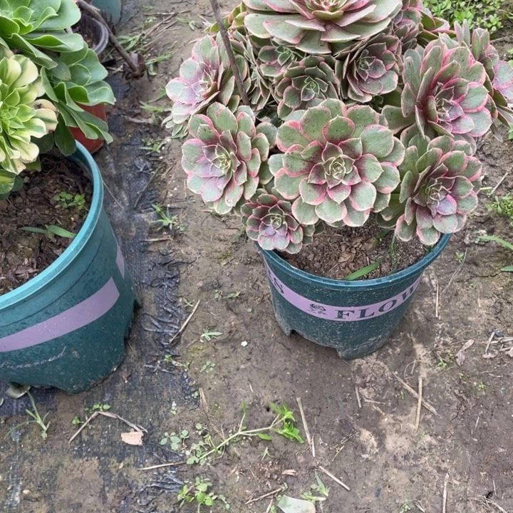 18水蜜桃多肉多肉植物