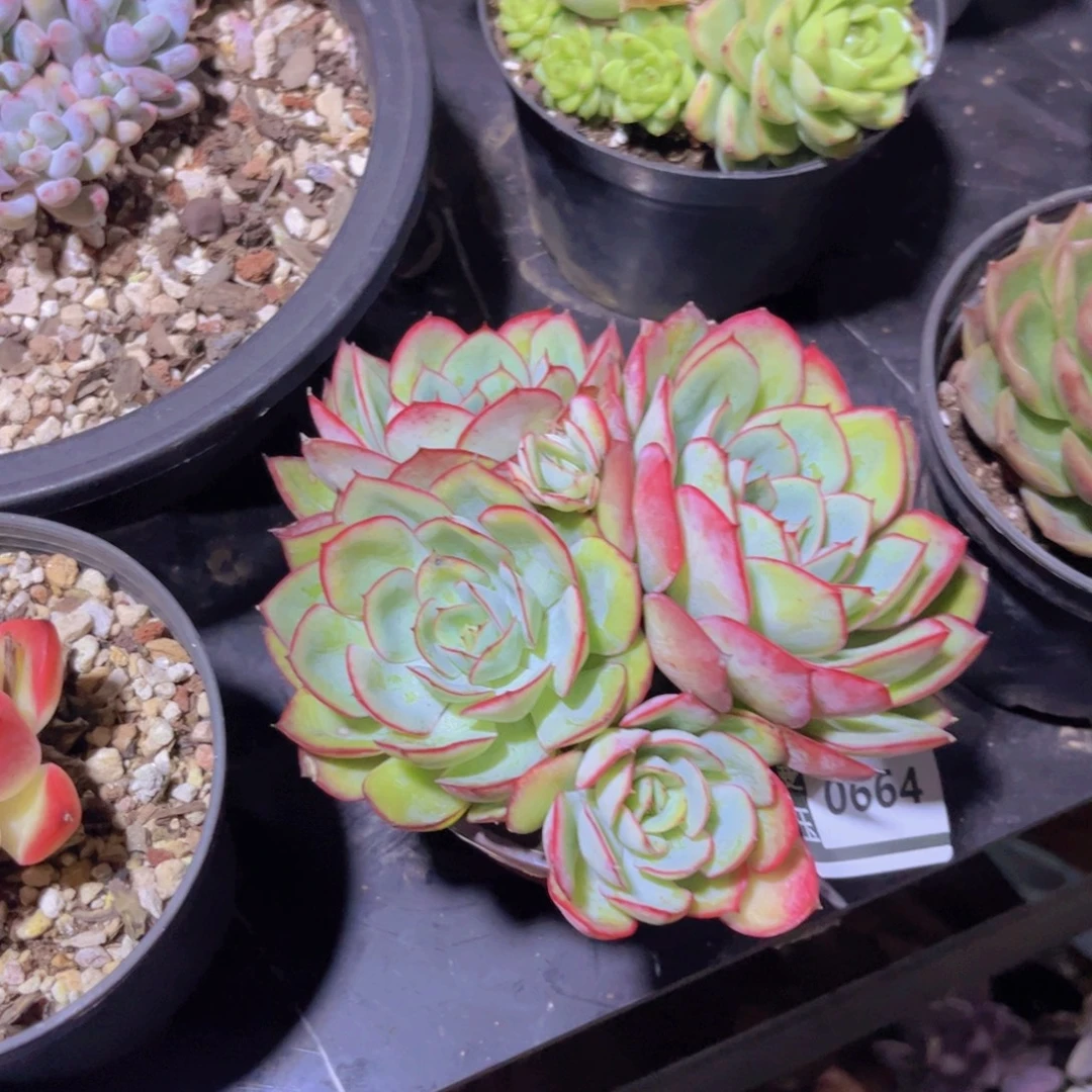 牡丹亭多肉植物0664