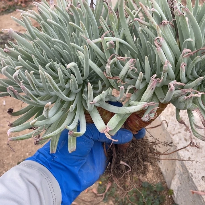 286号爱杜丽丝多肉植物
