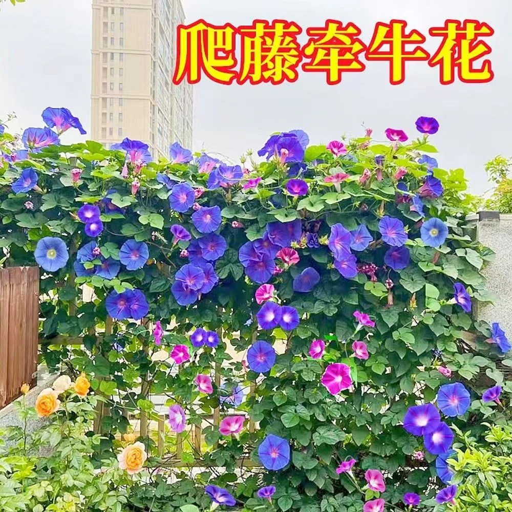 牵牛花种子矮牵牛花四季播种开花垂吊喇叭花室内外盆栽花籽子