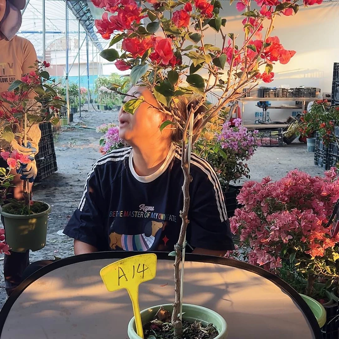 W****大部分花苞少量开放A14不甜