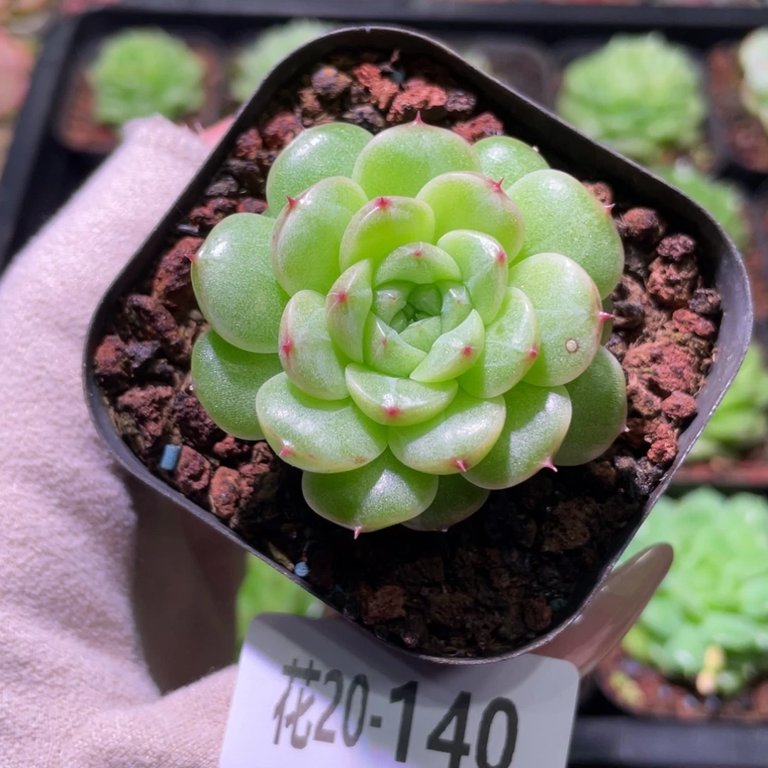 花利美20-140麦秆