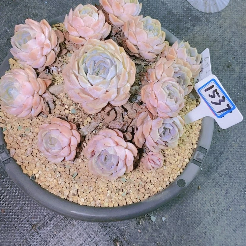 【闪购商品】无*1537寄养