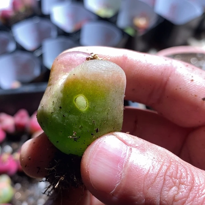 认****改19-247有伤一个一个