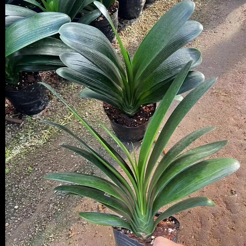 原土君子兰【基地直发叶】黑色育苗杯盆栽室内客厅阳台绿植美观