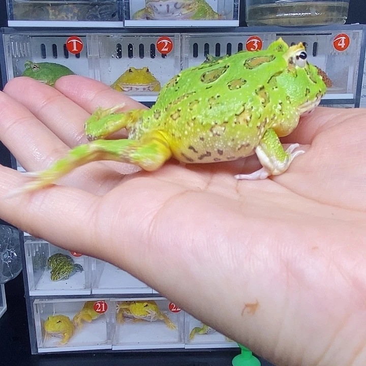 特价清仓特价蛙蛙