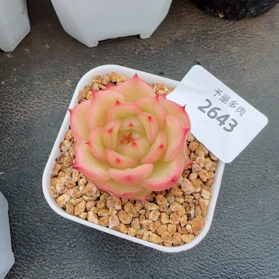肉***o玉玲珑，2643多肉植物