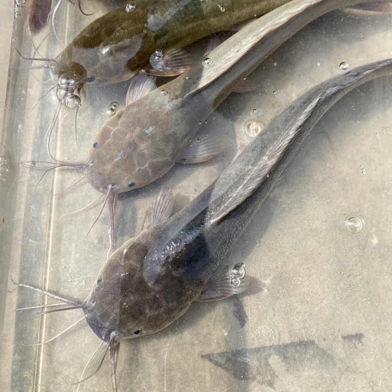 沃晟本地养殖塘鲺鱼，塘角鱼，仿野生养殖，慢养殖，顺丰鲜活包邮