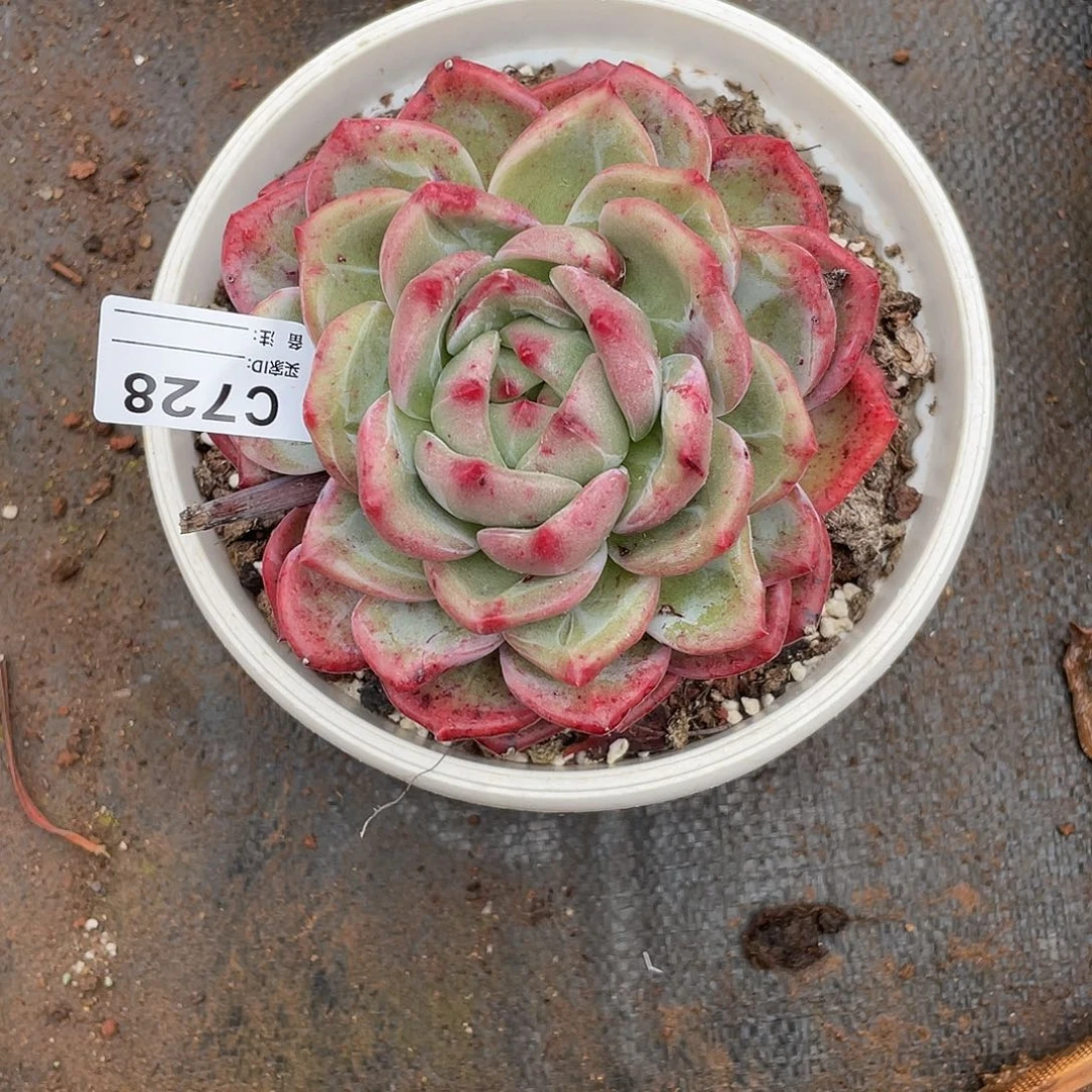 若茹东云单拍C728