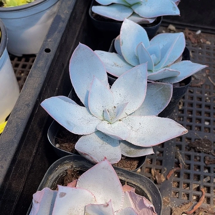 6.5方广寒宫带盆土发