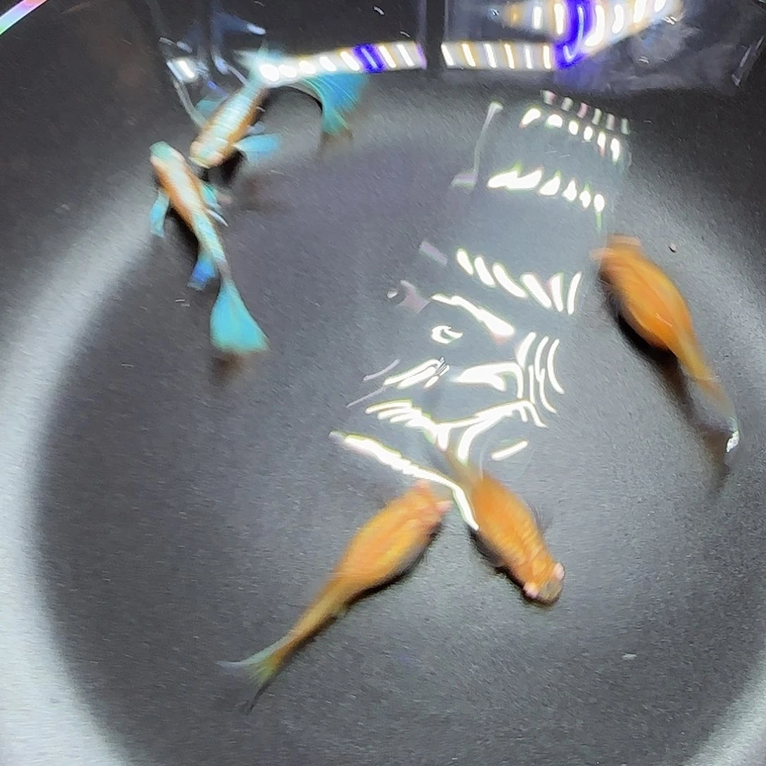 孔雀鱼蓝白飞船三对，三个月