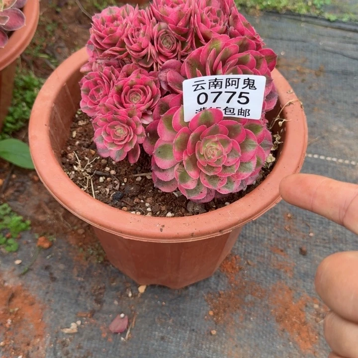 775号荔枝朵朵啊啊啊