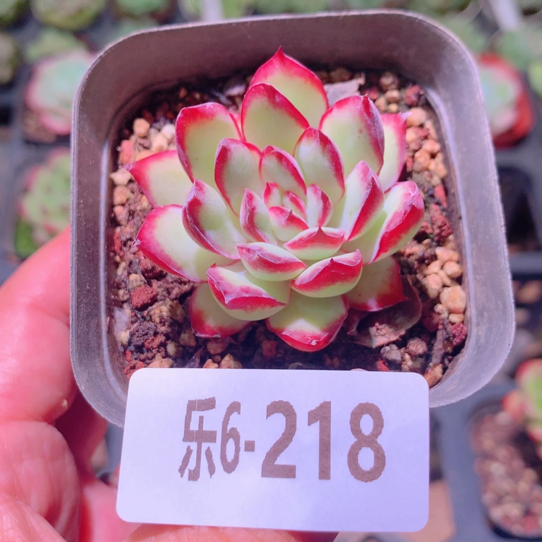 乐然6-218 原始林隐