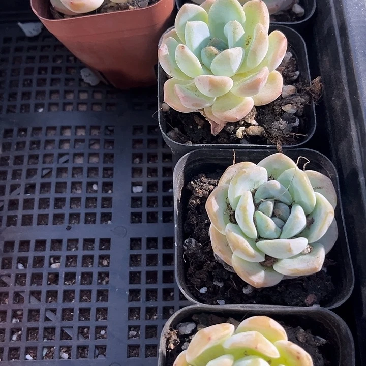 状态后梦带盆土发货