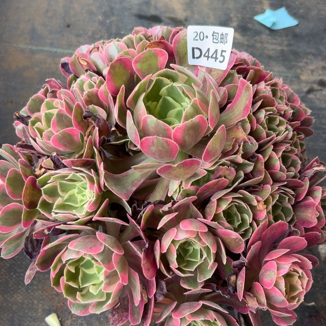 445女郎，满20包邮