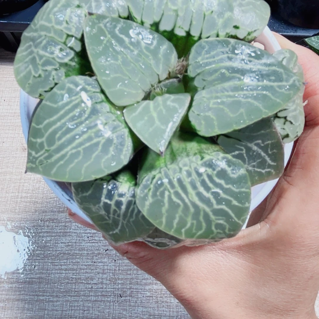 水晶康平多肉植物6666