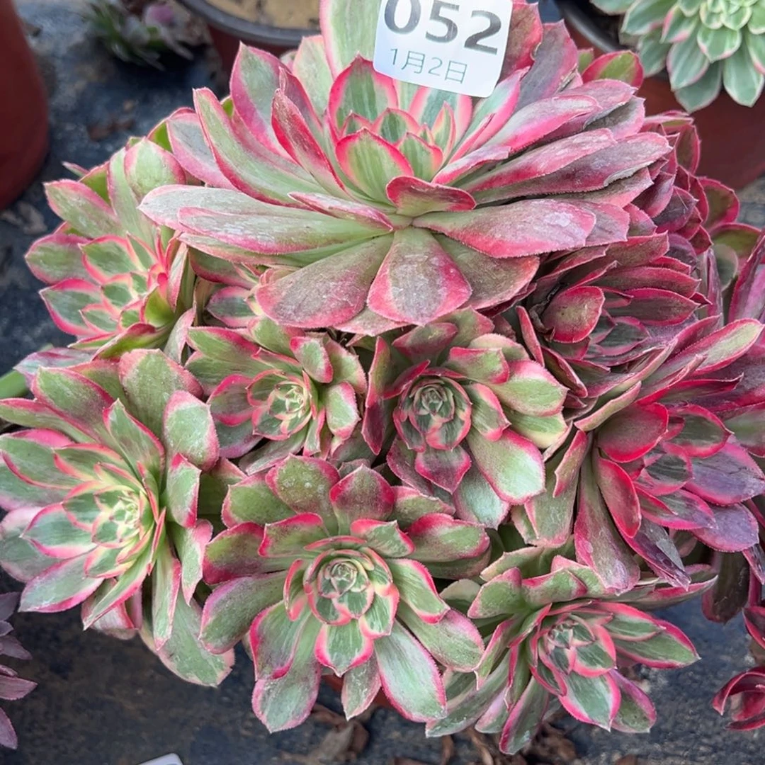 1.2-52云河多肉植物