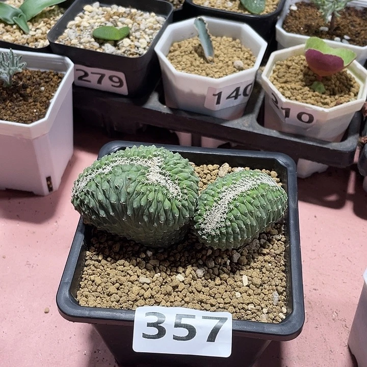 357实生大菊水缀化