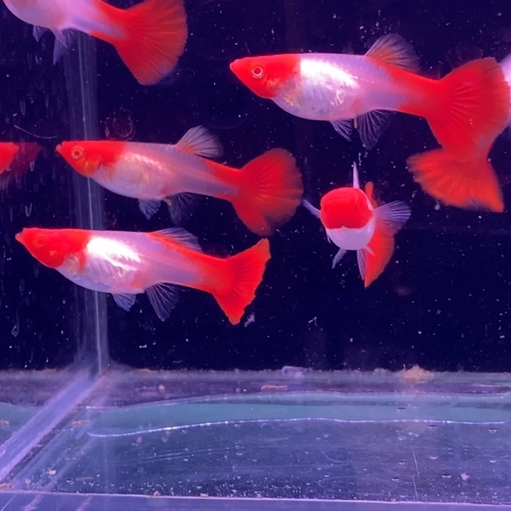 孔雀鱼福利红头20条包邮