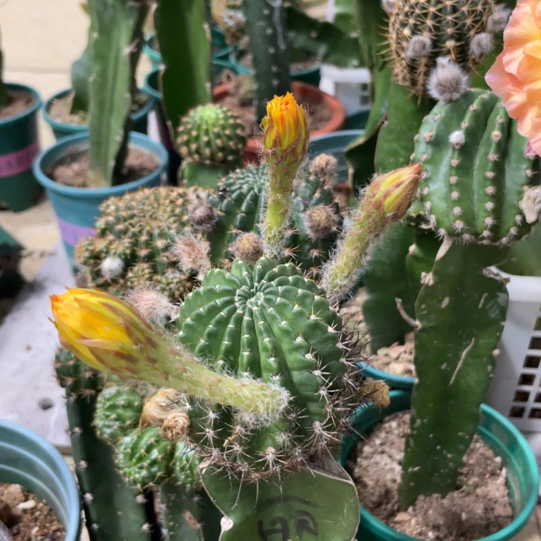 新品丽花L38母本带花苞