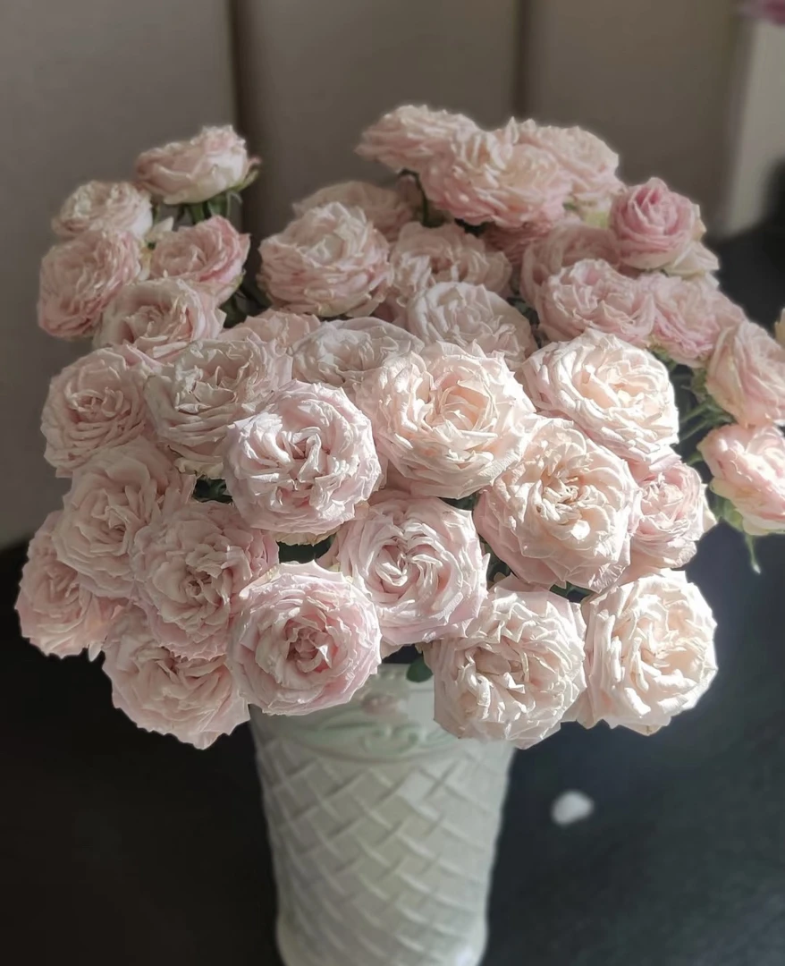 【10枝多头邦巴斯提克】全场任意两单顺丰包邮，0度以下必拍保温棉！