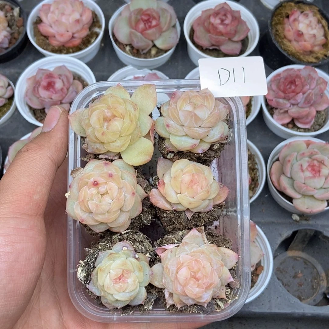 春泥家框拍链接D11