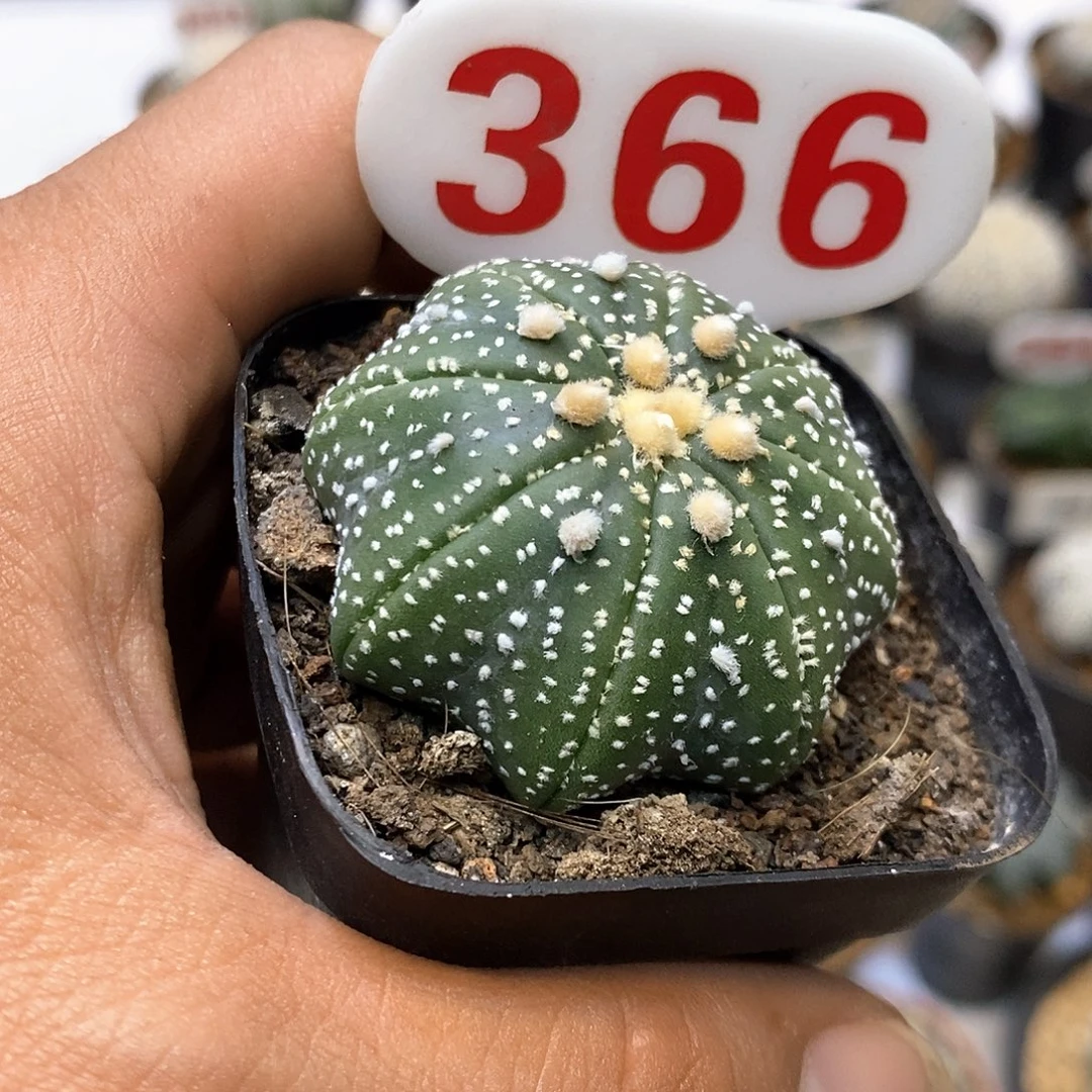 366福利特价咯海星