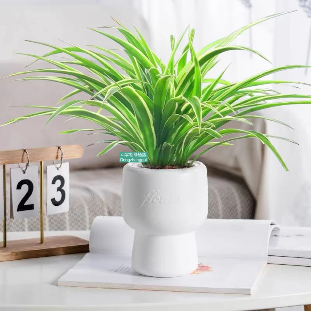 金边吊兰青叶吊兰盆栽阳台办公室内花卉绿植好养垂吊植物吸除甲醛