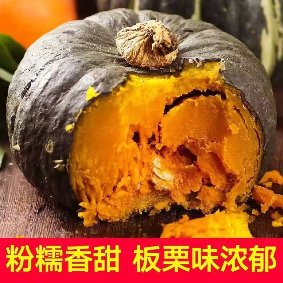 优质南瓜种苗蜜本南瓜贝贝南瓜种苗