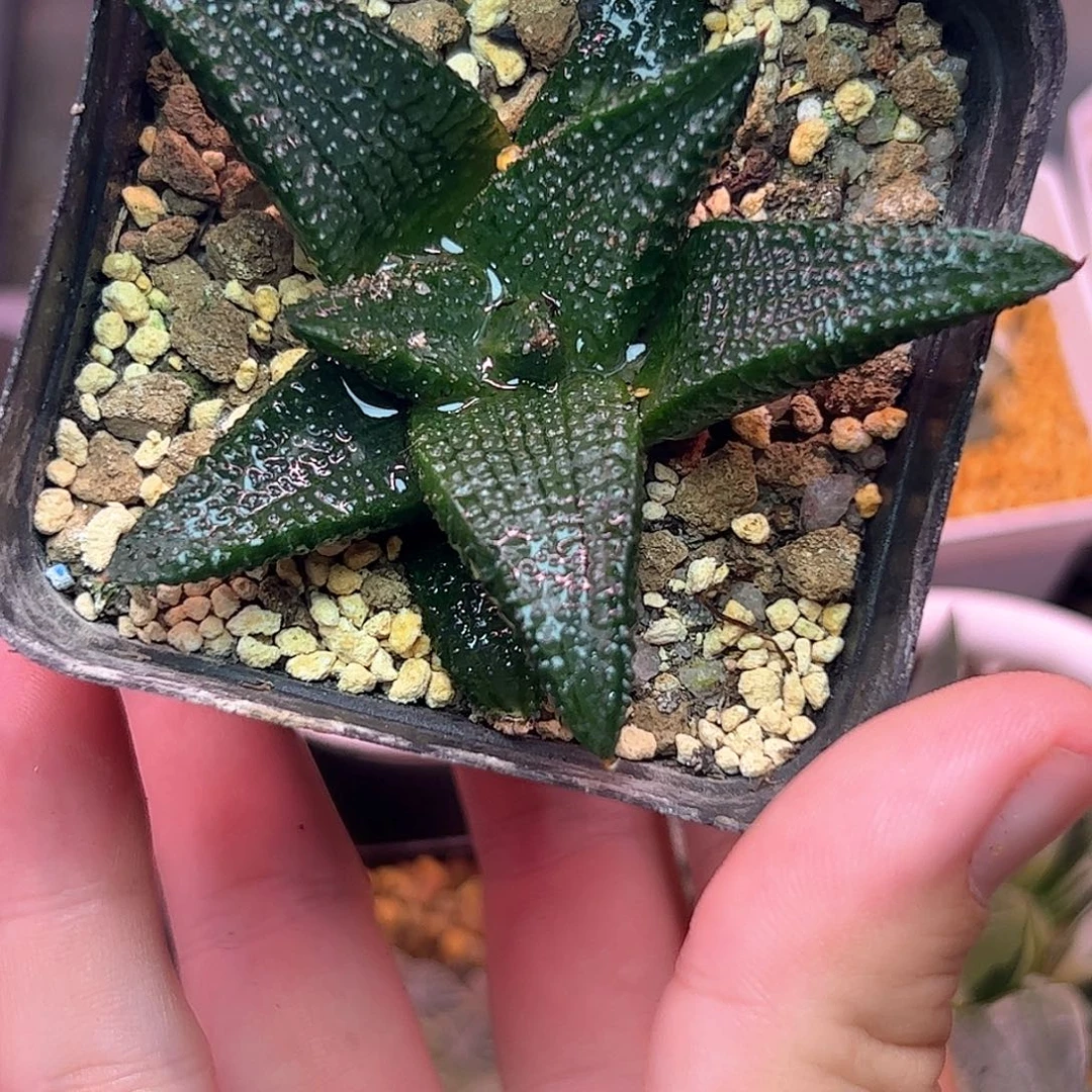 黑王硬叶十二卷多肉植物