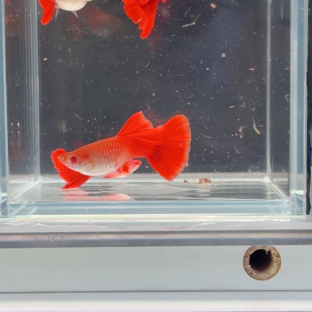 孔雀鱼血红超大背2对