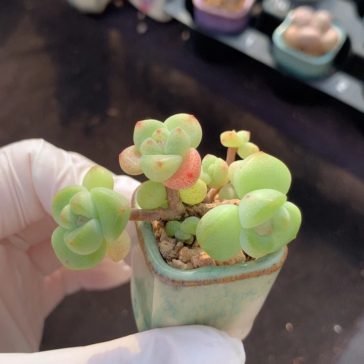 小脸冰玉 8头一体 木质杆 造型漂亮