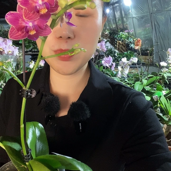 无花朵小金橘变异蝴蝶兰