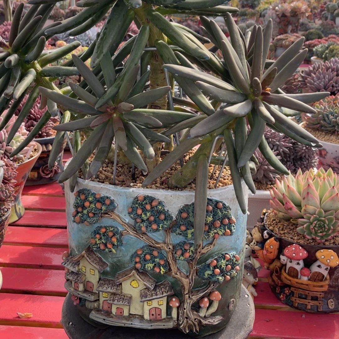 手***前椰子树11111111111