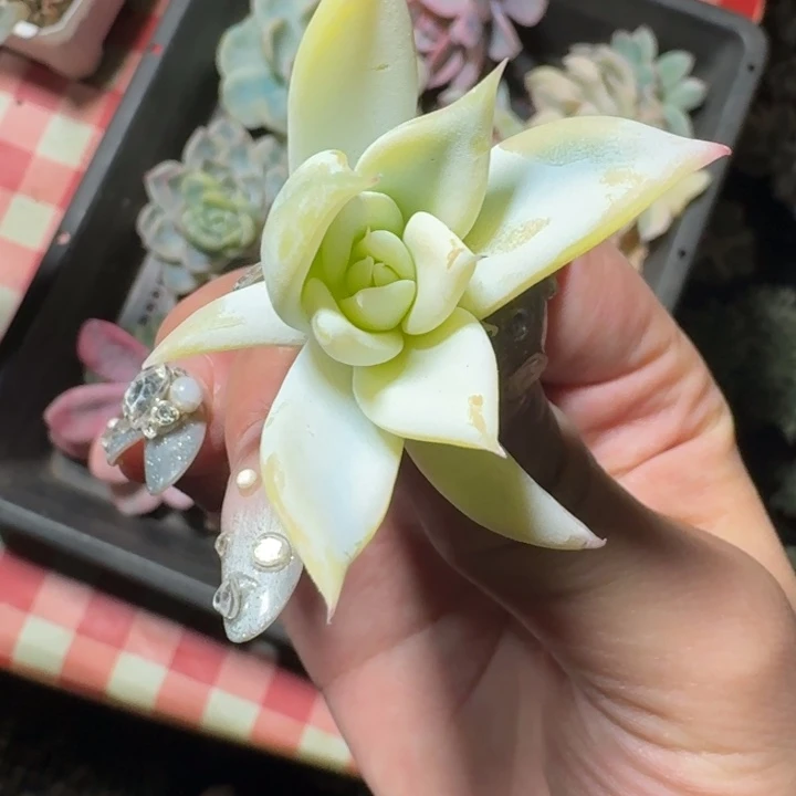 墨西哥巨人锦侧芽