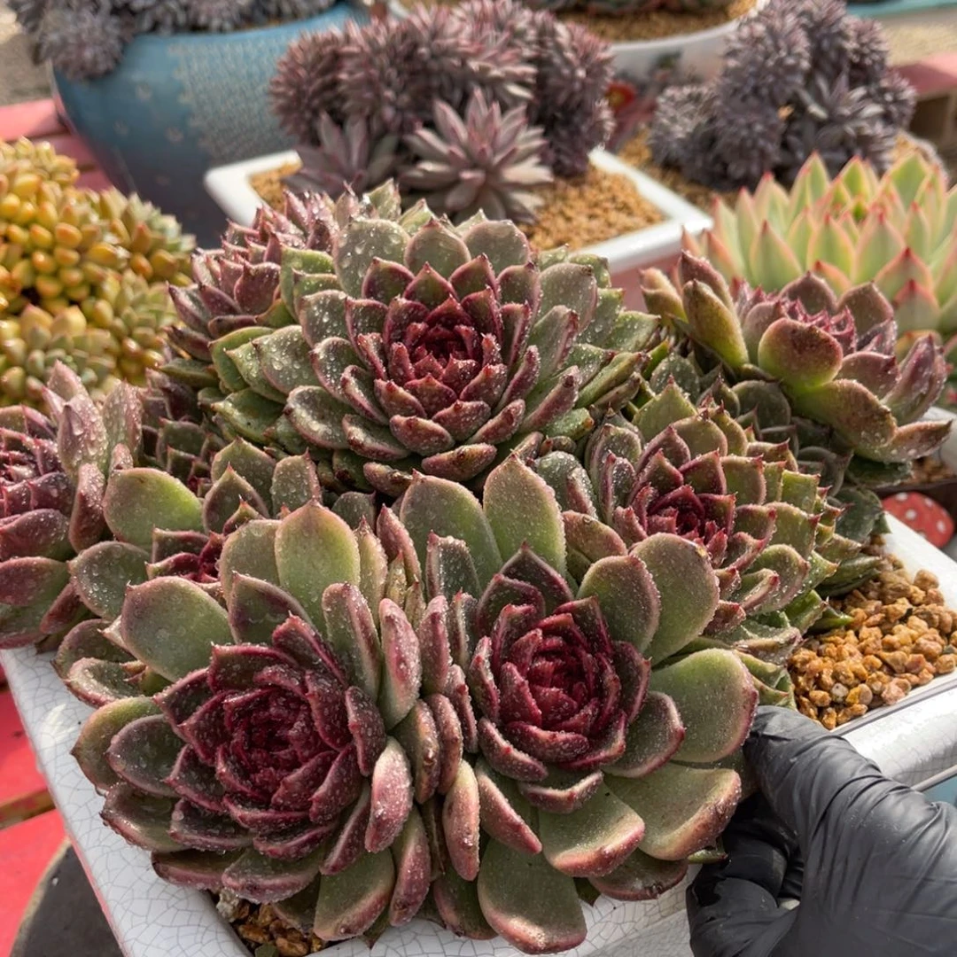 手***前多肉水晶带盆111漂亮