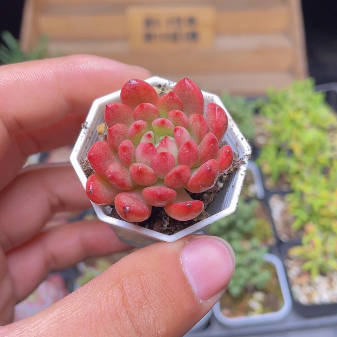 1颗红宝石多肉9.9包邮