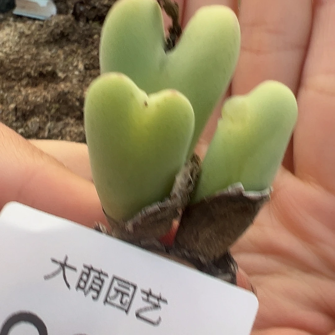 一物一拍大枪×毛胖子930