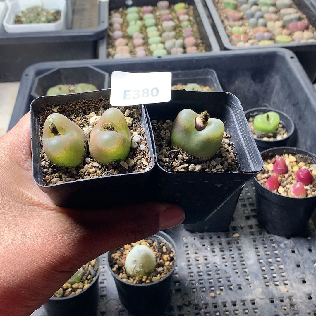 多****E380多肉植物保护研究所