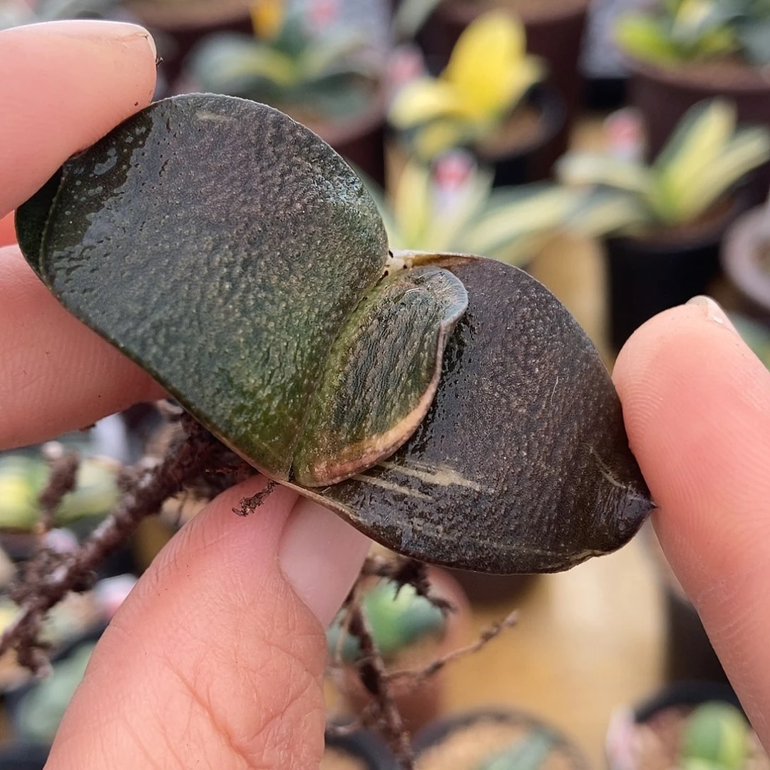 425卧牛实生锦带盆发货