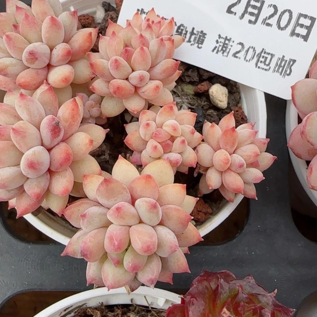 花语逸境0220-49