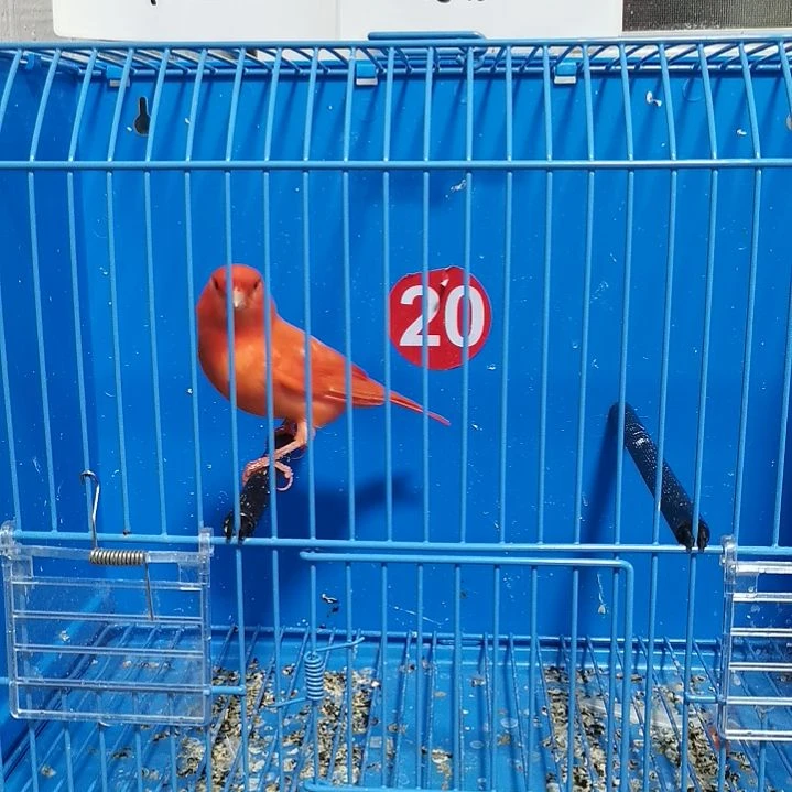 虎皮鹦鹉滕***饼红袍公一只