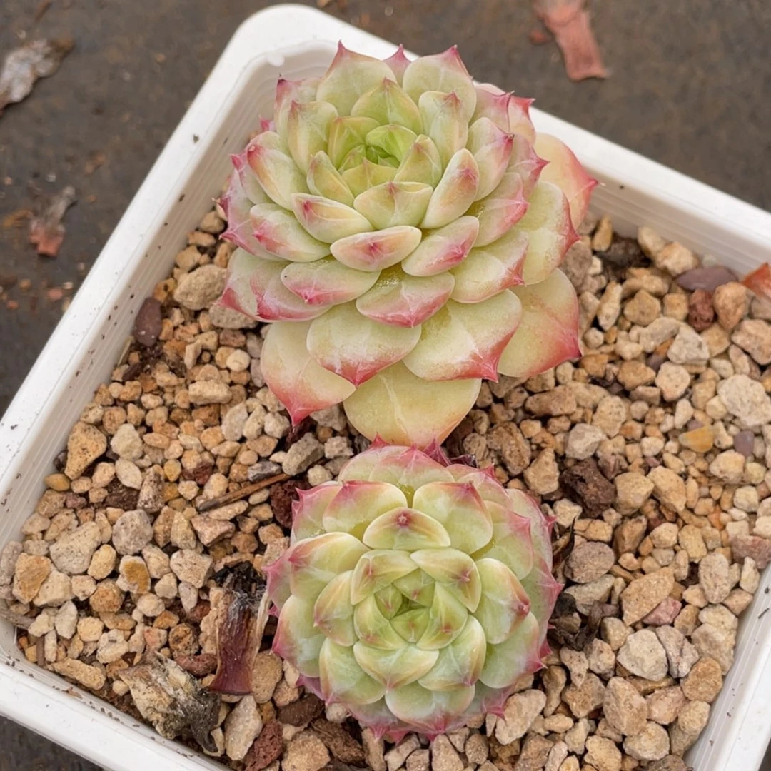 糖心冰魄双头老桩