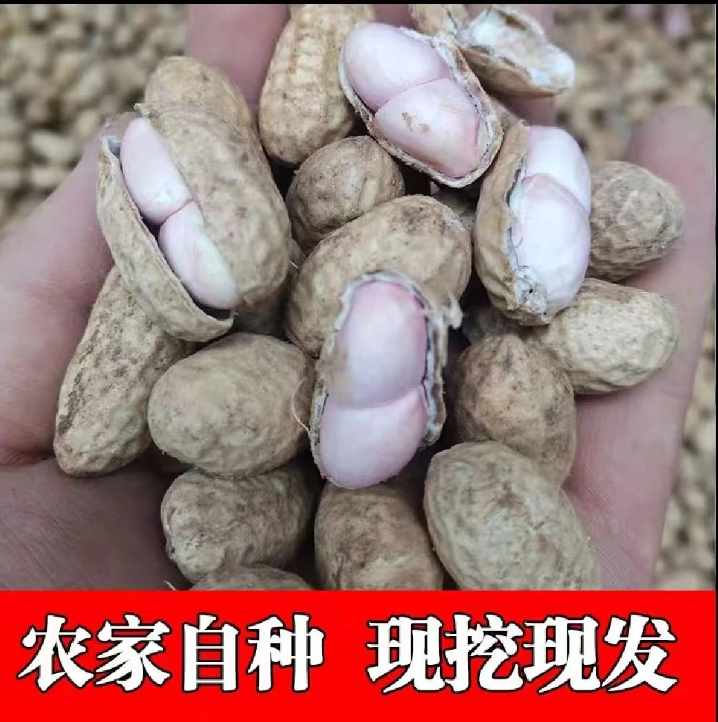 2025年新鲜湿花生现挖现发生花生薄壳带泥粉皮鲜花生可水煮可生吃