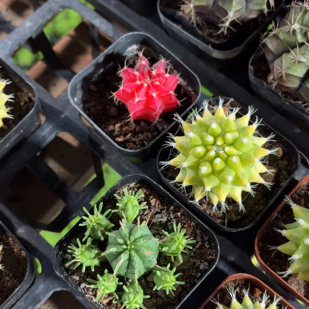 金春➕牡丹锦➕麒麟3盆一组特价