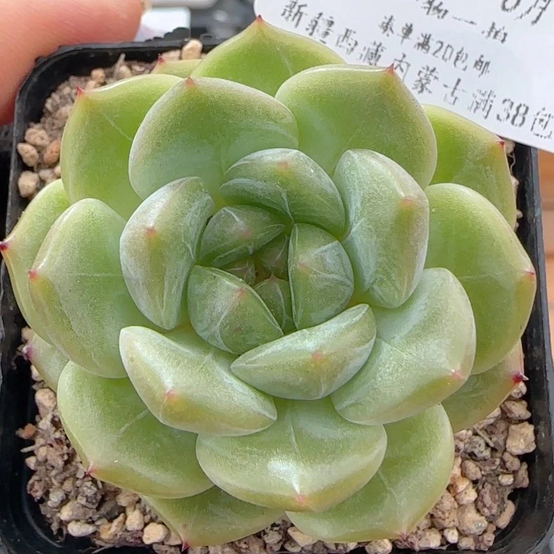 0618-240晴川珍妮