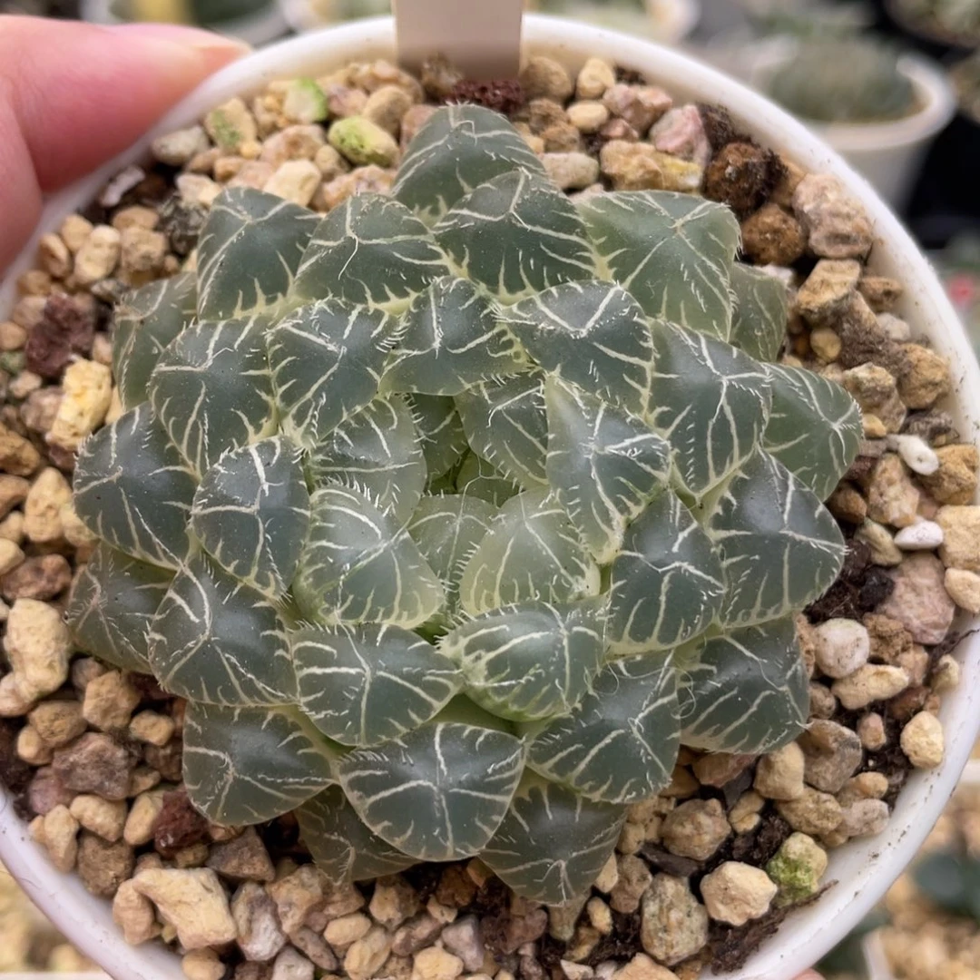 小蔡的菜园80花友专拍