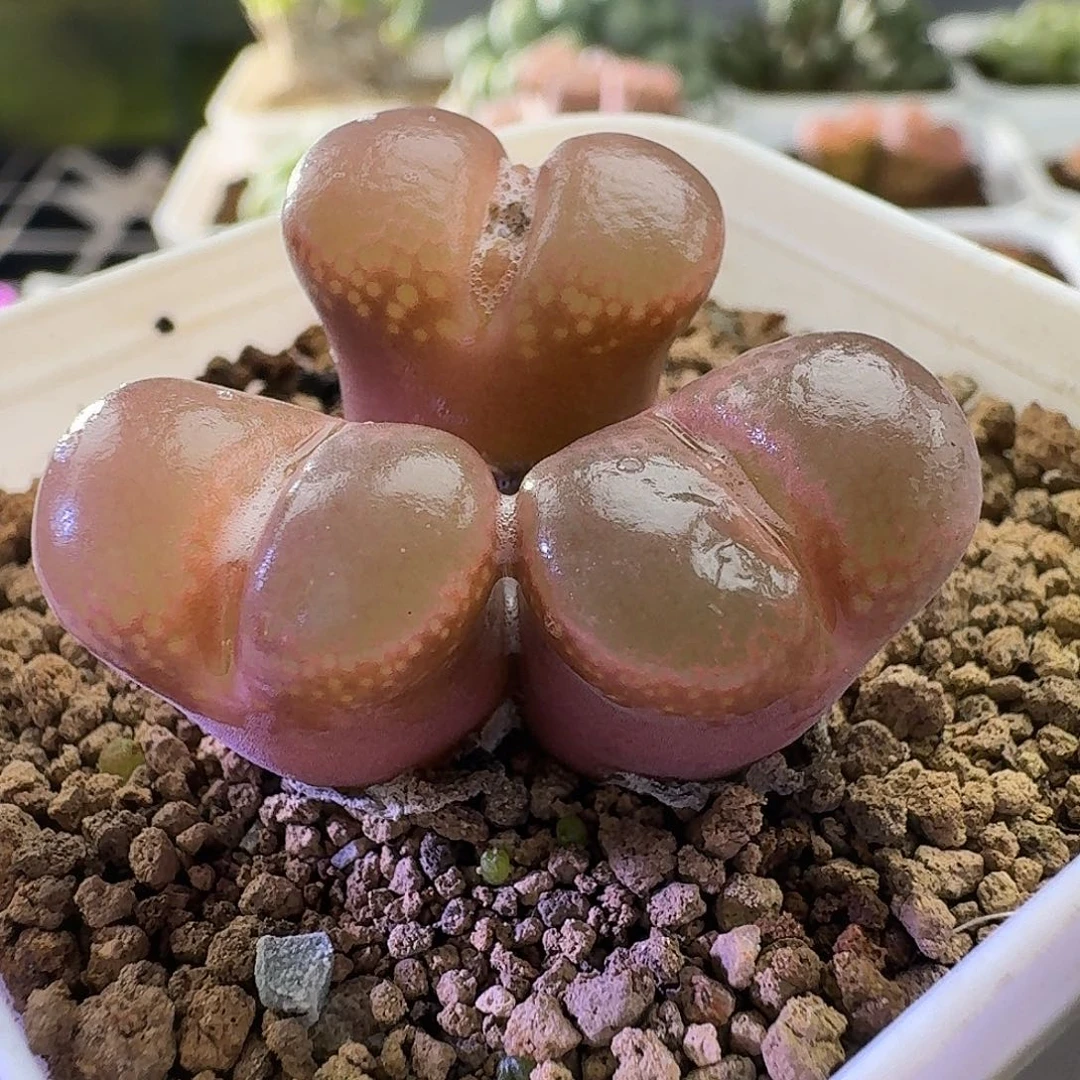 2683红风铃肉锥植物